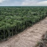 Sudamérica registra la mayor pérdida de bosques del planeta
