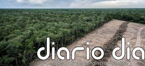 Sudamérica registra la mayor pérdida de bosques del planeta
