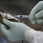 Tres muertos por hantavirus en un crucero de lujo que partió desde Argentina hacia Canarias