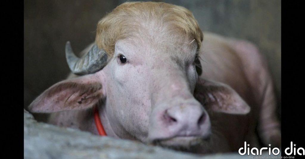 Un búfalo albino causa furor en redes por su gran parecido con Donald Trump
