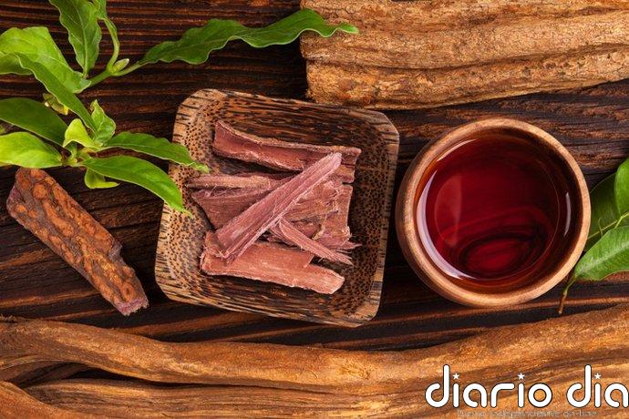 Un componente de la ayahuasca muestra beneficios terapéuticos en modelos preclínicos de Parkinson