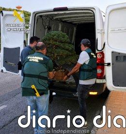 Un detenido por varios robos con fuerza y cultivo de cannabis en Alhendín