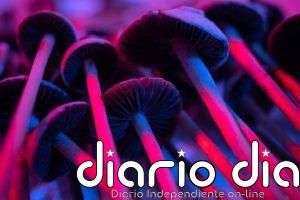 Una dosis de psilocibina provoca cambios en el cerebro que pueden durar hasta un mes