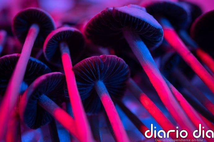 Una dosis de psilocibina provoca cambios en el cerebro que pueden durar hasta un mes