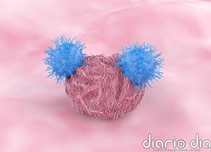 Una nueva terapia CAR-T reforzada con citocinas muestra resultados prometedores contra el glioblastoma en modelo animal