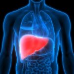 Una nueva terapia celular duplica la supervivencia sin trasplante en pacientes con cirrosis avanzada