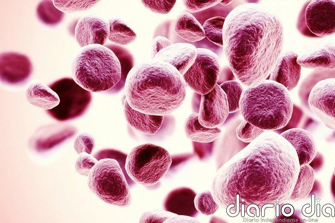 Una terapia CAR-T acelerada muestra resultados prometedores contra el mieloma múltiple