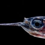 Bruselas se fija 2035 para convertir a la UE en líder mundial de la observación oceánica ante el abandono de EEUU