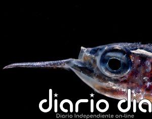 Bruselas se fija 2035 para convertir a la UE en líder mundial de la observación oceánica ante el abandono de EEUU