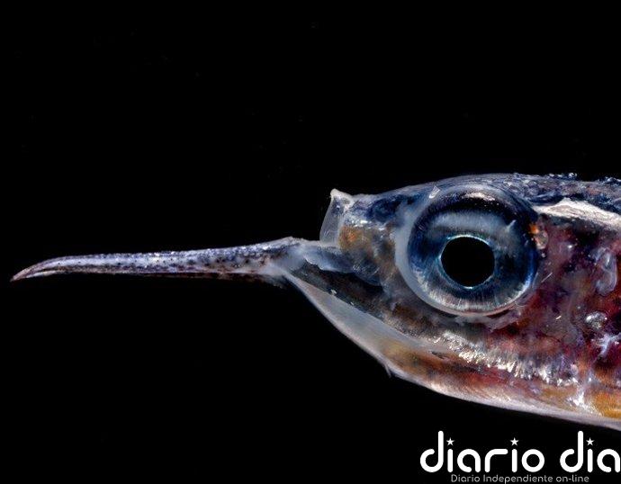 Bruselas se fija 2035 para convertir a la UE en líder mundial de la observación oceánica ante el abandono de EEUU