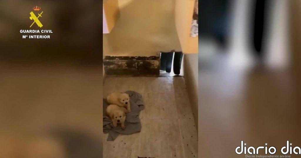 Cae una red criminal de venta de cachorros de perro en Ávila