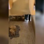 Cae una red criminal de venta de cachorros de perro en Ávila