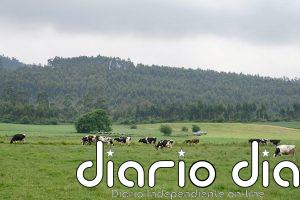 Cantabria convoca ayudas por 640.000 euros para reforzar la sanidad animal en las explotaciones ganaderas