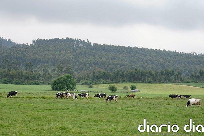 Cantabria convoca ayudas por 640.000 euros para reforzar la sanidad animal en las explotaciones ganaderas