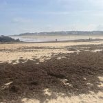 Cantabria estudia reclamar al Estado por vía judicial los costes por la retirada de algas asiáticas en Noja