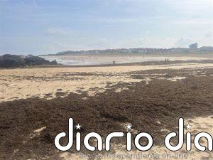 Cantabria estudia reclamar al Estado por vía judicial los costes por la retirada de algas asiáticas en Noja