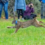 Castilla-La Mancha con 1.051 ejemplares es de nuevo la comunidad con más linces de la Península Ibérica