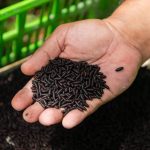 Contraataque nuclear para frenar a la mosca barrenadora
