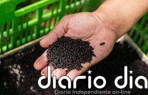 Contraataque nuclear para frenar a la mosca barrenadora
