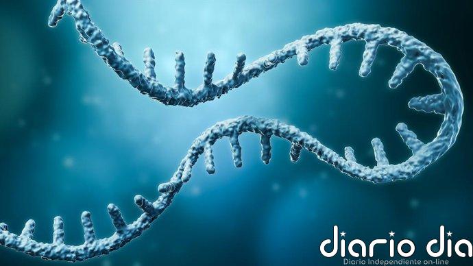DDX6, la proteína que ayuda a los tumores a evadir el sistema inmunitario
