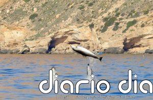 Delfín mular, rorcual común o cachalote: confirman presencia estable de seis especies de cetáceos en aguas valencianas