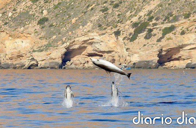 Delfín mular, rorcual común o cachalote: confirman presencia estable de seis especies de cetáceos en aguas valencianas