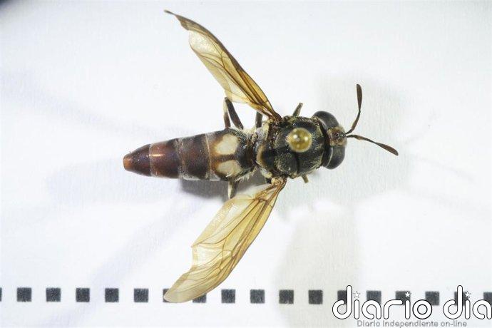 Demuestran que los 'Homo sapiens' europeos consumían menos insectos que los neandertales y las poblaciones tropicales