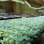 Desmantelada una sofisticada plantación de marihuana en un chalet de Picassent