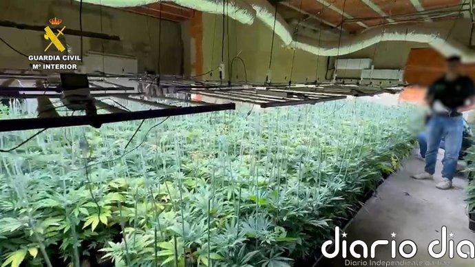 Desmantelada una sofisticada plantación de marihuana en un chalet de Picassent