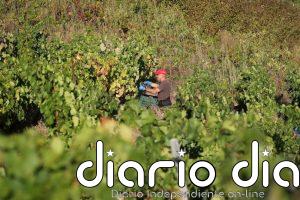 El 80% de las bodegas en España genera o mantiene el empleo en las zonas en las que están ubicadas