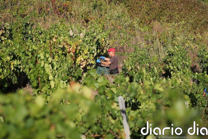 El 80% de las bodegas en España genera o mantiene el empleo en las zonas en las que están ubicadas