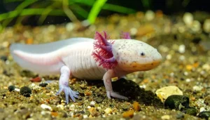 El animal símbolo de México gana fama con el Mundial de Fútbol, pero pierde su hogar natural