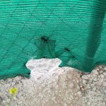 El Ayuntamiento de Cádiz denuncia un acto vandálico en el refugio de gatos de la calle Chiclana de la Frontera