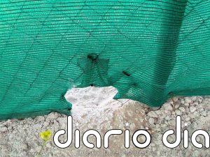 El Ayuntamiento de Cádiz denuncia un acto vandálico en el refugio de gatos de la calle Chiclana de la Frontera