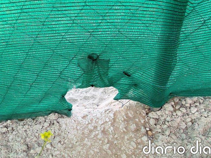 El Ayuntamiento de Cádiz denuncia un acto vandálico en el refugio de gatos de la calle Chiclana de la Frontera
