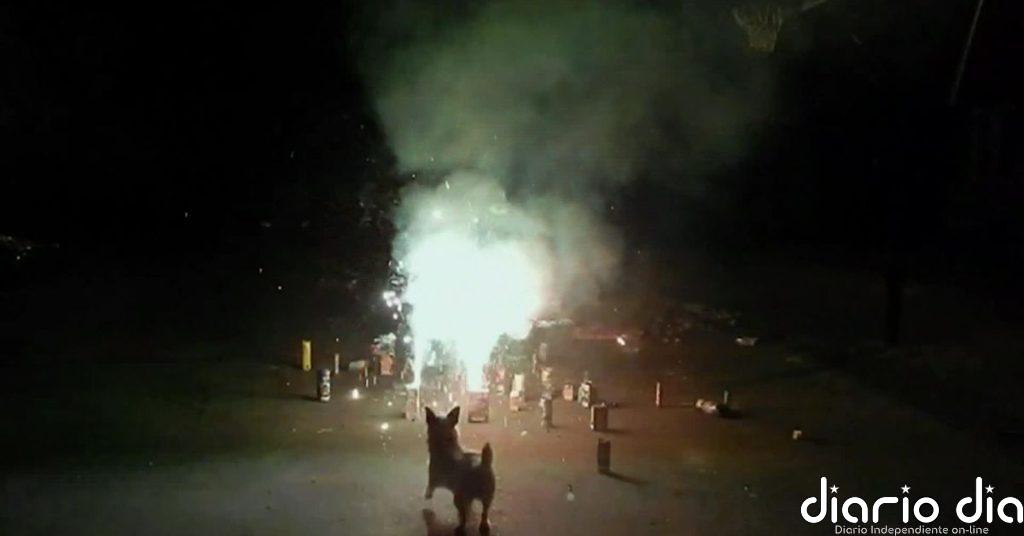 El terror de las mascotas en la noche de San Juan