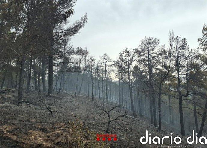 Estabilizado el incendio de vegetación forestal de Salàs del Pallars y Talarn (Lleida)