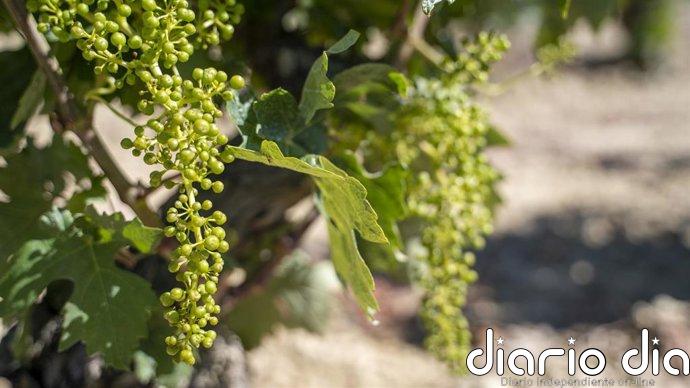 Euskadi adelanta la publicación de la resolución de ayudas de cosecha en verde para garantizar los plazos de ejecución
