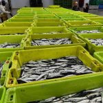 La cuota de anchoa de la costa oeste de Galicia asciende a 1.632 toneladas