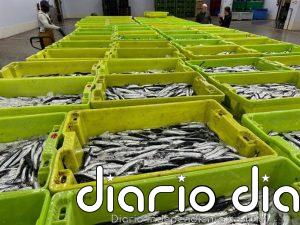 La cuota de anchoa de la costa oeste de Galicia asciende a 1.632 toneladas