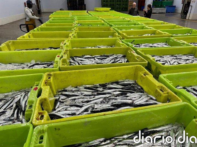 La cuota de anchoa de la costa oeste de Galicia asciende a 1.632 toneladas