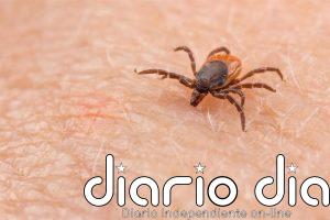 La enfermedad transmitida por una garrapata que lleva años circulando en España