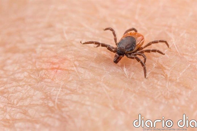 La enfermedad transmitida por una garrapata que lleva años circulando en España