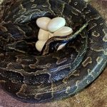 La "impresionante" puesta de huevos de la serpiente más grande de África, en vídeo
