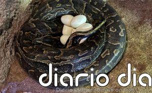 La "impresionante" puesta de huevos de la serpiente más grande de África, en vídeo