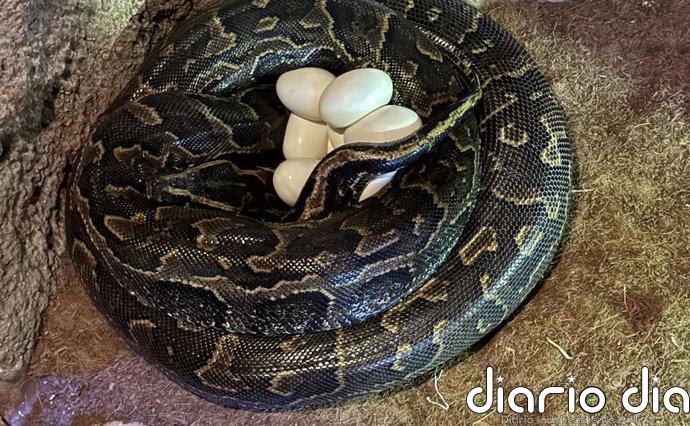La "impresionante" puesta de huevos de la serpiente más grande de África, en vídeo