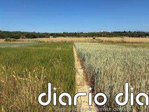 La insularidad permite al sector agrario balear recibir más de 10 millones de euros más de ayudas directas de la PAC