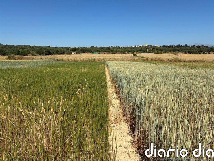 La insularidad permite al sector agrario balear recibir más de 10 millones de euros más de ayudas directas de la PAC