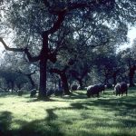 La Junta abona esta semana más de 53 millones a 37.000 agricultores de ayudas directas de superficies de la PAC
