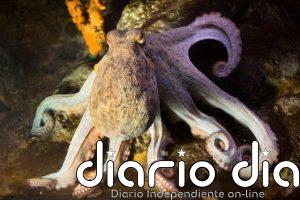 La pesca recreativa de pulpo en Cantabria será del 1 de julio al 30 de septiembre